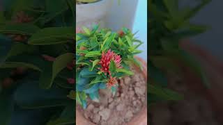 Ixora plantyoutubeshorts bestshorts ixoraplant respectshorts [upl. by Anifur635]