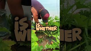 Subscribe for full videos on my page 👨‍🌾  garden howto diy diygarden farmlife farmland [upl. by Trilbi]