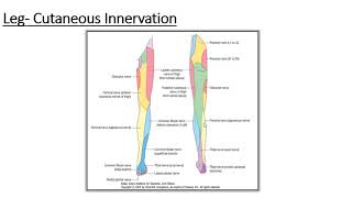 Lower Limb  Cutaneous innervation of leg httpswebfacebookcomdranatomy786 [upl. by Nevsa]