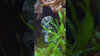 The Hidden World of Sea Horses  shorts [upl. by Clotilde]