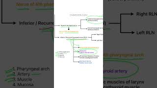 Four important points about vagus nerve enmeder [upl. by Niwroc]