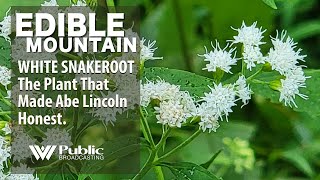 EDIBLE MOUNTAIN — White Snakeroot [upl. by Nnylaehs347]