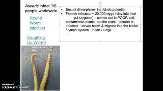 Bio 112 Phylum Nemertea Part 2 [upl. by Adnam]