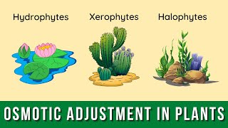 Osmotic Adjustment in Plants  Homeostasis  Biology  10th Class [upl. by Arrio]