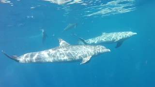 Schwimmen mit Delfinen in Belize [upl. by Daney]