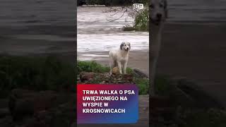 Trwa walka o psa uwięzionego na wyspie w Krosnowicach służby robią co w ich mocy pies powódź [upl. by Rebor]