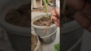 Removing phyllanthas niruri from My GardenA StepbyStep Guide short ytshorts viral shorts [upl. by Akaenahs742]