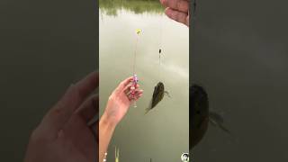 The worlds smallest fishing rod fishing tide tidefishing fish [upl. by Yalc]