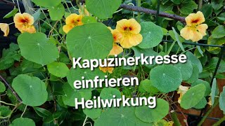 Kapuzinerkresse einfrieren Heilwirkung [upl. by Notnilk]