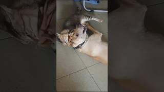 Dog vs cat so funny dogshorts pets funnypetschannel funny funnuanimals shortsviral animals [upl. by Herbst]