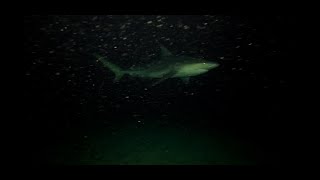 dropping a gopro under a cruise ship [upl. by Engleman]