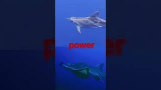 rough toothed dolphin vs bowmouth guitarfish [upl. by Lah]