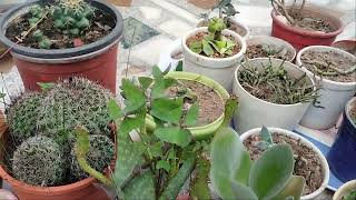 use of fungicide on succulents save succulents fungicides [upl. by Iccir]