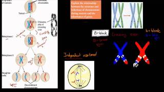 4 Chromosomes and Inheritance HSC biology [upl. by Ailehs]