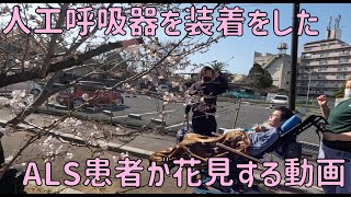 人工呼吸器を装着したALS患者が花見する動画 [upl. by Elladine532]