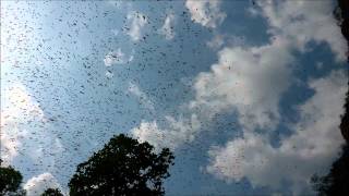 Hunting Bats at Wli lower fall Volta Region Ghana [upl. by Ycnay]