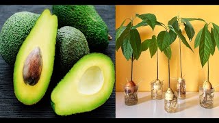 ¡El AGUACATE Todas sus propiedades y características ¿como germinarlo y sembrarlo sabiasque [upl. by Wojak]