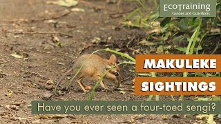 Fourtoed sengi  around Makuleke Camp [upl. by Arayt]