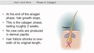 The Growth Stages of Hair [upl. by Tnecniv]