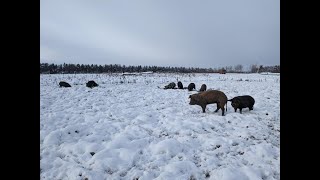 Schweine auf der Eisbahn [upl. by Aidole]