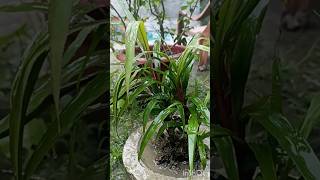 beautifulDracaena redrain time Dracaena redshortvideo viralvideo views youtubevideos like [upl. by Giacobo]