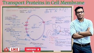 Transport Protein in Cell Membrane [upl. by Akinahs443]