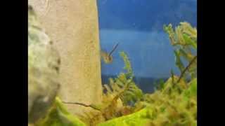 Mosquitofish Gambusia affinis Slideshow [upl. by Einaffets]