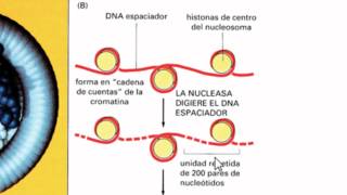 Ayudantía BioCel El núcleo celular 14 Genoma nuclear y cromatina [upl. by Nickey603]