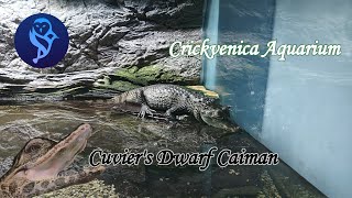 Cuvier törpekajmán  Cuviers Dwarf Caiman  Crickvenica Aquarium [upl. by Shanleigh]