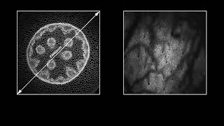 Scientifica VistaScope The premier solution for multiphoton imaging [upl. by Adnilym437]