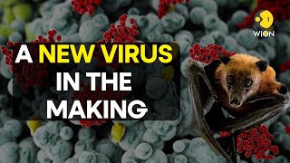 Marburg outbreak in Africa All you need to know about this LETHAL VIRUS  WION Originals  WION [upl. by Sudnak]