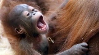 Newborn Orangutan playing with Mother [upl. by Quiteri]