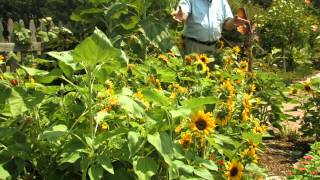 Choosing Sunflower Varieties [upl. by Gilleod]