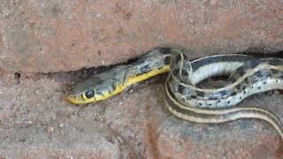 Today we saw a buff striped keelback Snake 🐍 at our house shorts snake [upl. by Brianne]