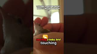 Touching a baby bird wont make its mother abandon it1 [upl. by Anele]