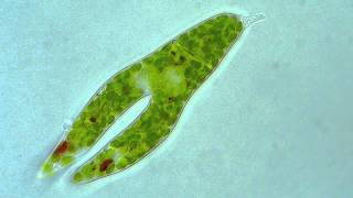 Euglena  Longitudinal binary fission [upl. by Lleruj880]