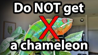 5 reasons why you should NOT get a chameleon [upl. by Maressa]