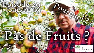 Pourquoi vos fruitiers ne font pas de fruits  Toutes les raisons [upl. by Fital]