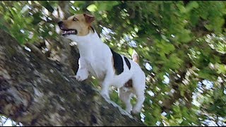 The Fearless TreeClimbing Jack Russell [upl. by Ayin]