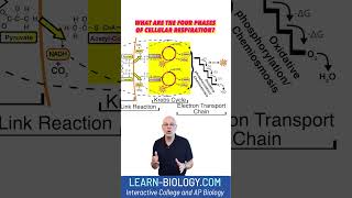 What are the four phases of cellular respiration cellularrespiration stem apbiology [upl. by Quinton]