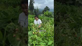 这芋头地里都快变成草地了，夫妻日常 我的乡村生活 记录真实生活4 [upl. by Reinald]