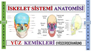 3İskelet Sisitemi Anatomisi  Yüz Kemikleri  Viscerocranium Kemikleri Os Hyoideum Os Palatium 3 [upl. by Isayg378]