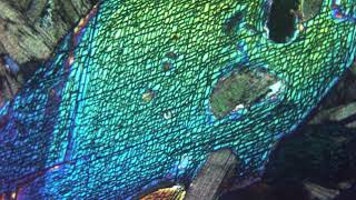 Amphibole hornblende verte au microscope polarisant LPA [upl. by Yremogtnom309]