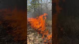 Controlled burn for wildlife [upl. by Anaeli]