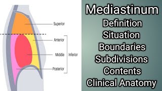 Mediastinum [upl. by Genesia]