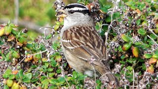 The crown stripes of the Whitecrowned Sparrow [upl. by Favien]