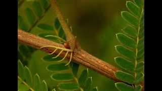 Peltophorum africanum [upl. by Sussi]