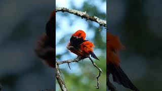 Handsome Scarlet Tanager I quotCant Help Falling in Lovequot With You tanager birds colorfulbirds [upl. by Aniger895]