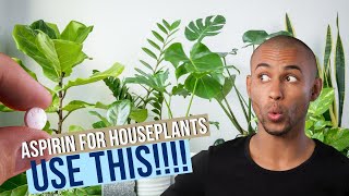 Aspirin for Plants Why You Should Add Aspirin to Your Houseplants’ Water 💧🌱 [upl. by Anidan]