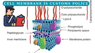 The Cell Membrane  ANATOMY SERIES  Visual Scientific Content [upl. by Enaenaj]